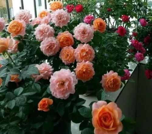 北方如何养殖南方花卉