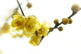 腊梅花白斑之谜？