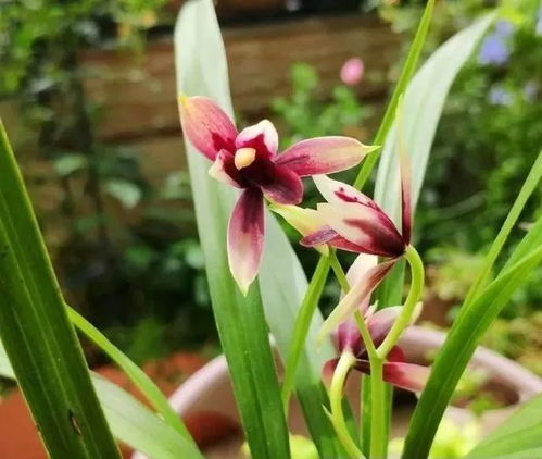 兰花花箭快速生长，揭秘三大秘诀