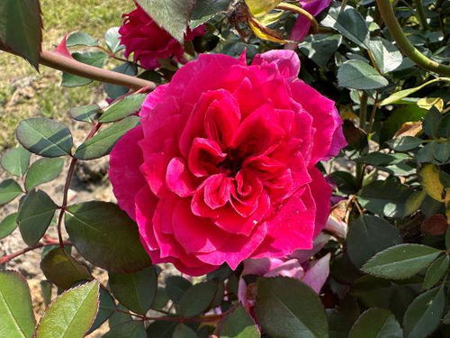 养护紫色花朵的技巧