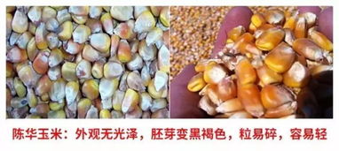 养猪饲料中，用新下玉米还是陈玉米拌饲料更合适？