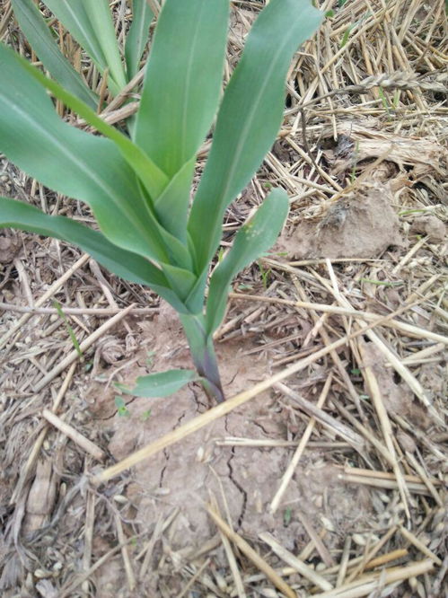 香附子的危害大， 防治要早