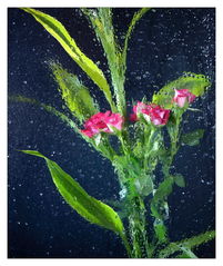 那些可依在水中种植花儿的地方？