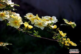 棠棣花与棣棠花：两种不同的花