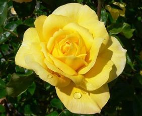 玫瑰月季根部施肥，如何选择合适的肥料