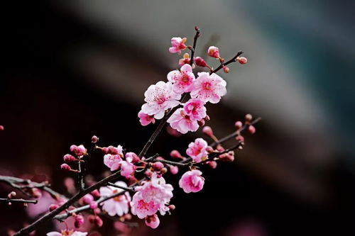 相思梅花束，如何养护才能绽放更久