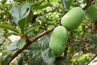 贴梗海棠锈病概述