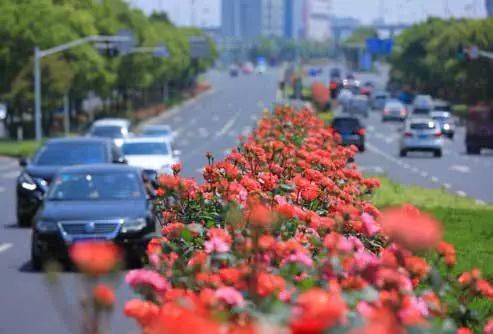 市花月季， 美丽绽放