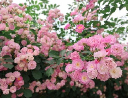 适时浇水，保持土壤湿润