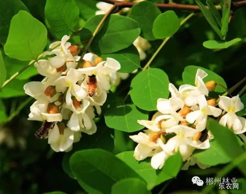 病虫害防治——护花使者