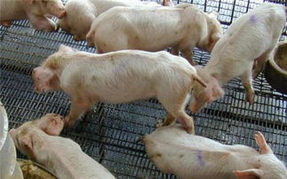秋季猪群咳喘拉稀增多，猪场如何有效应对换季防疫挑战？