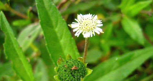 2025年草种采购防坑指南