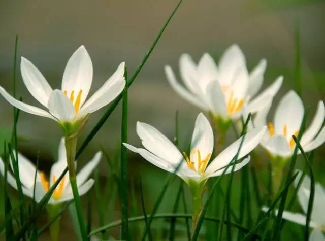 葱兰的清新身影