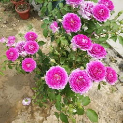 2. 天方夜谭月季， 像牡丹一样的美丽