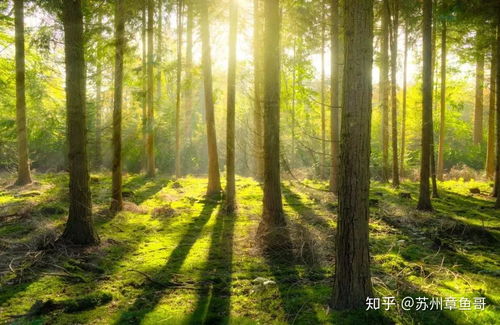 农药药水能让大树一夜死掉？真的有这么神奇吗