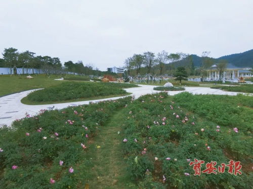 月季园基地， 科技培育新花