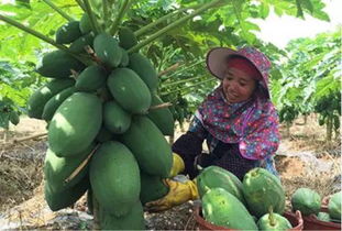 施肥：花果期要加料