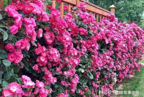 绣球荚蒾：色彩斑斓的精灵