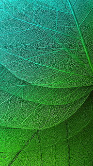 这片叶子上的纹理， 犹如大地对天空的温柔笔触