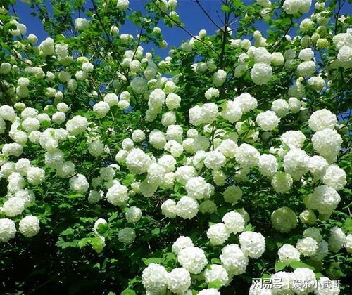 木绣球种植的方法