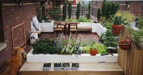 邻居王姐的阳台变网红