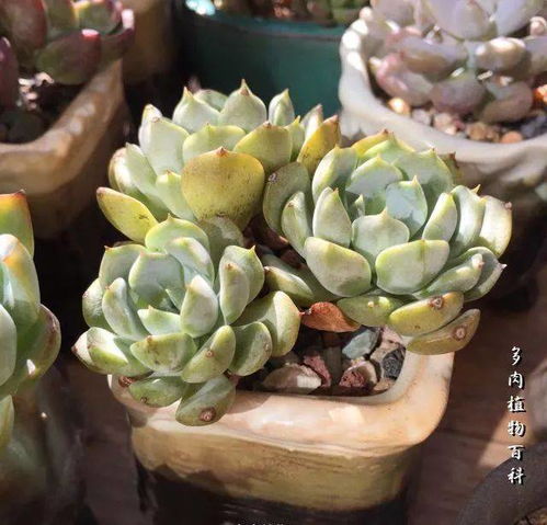多肉植物如何预防疾病及治疗常见病症