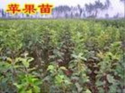 新型除草剂， 效果杠杠的