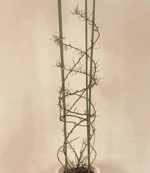 在修剪花枝的时候，主要是在生长期和休眠期进行