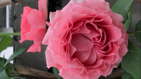 复古珊瑚月季的花期是啥时候呢？