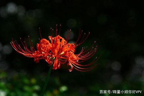 如何科学养护石蒜花，确保其生长旺盛且花朵鲜艳