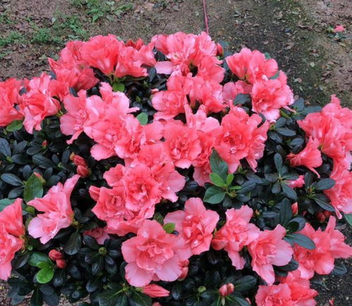 3. 大丽花：地栽王者名不虚传