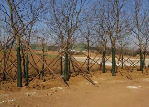 春季与秋季：理想的移植季节