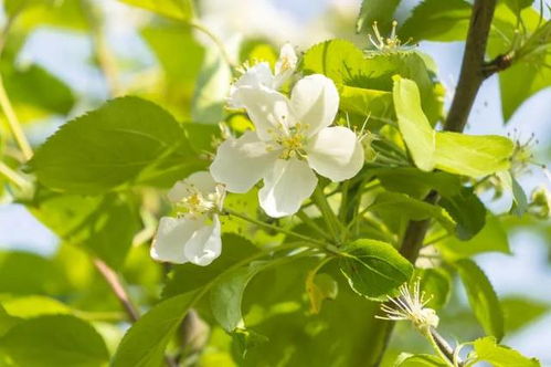 在春季的时候，白花盛开，每一个人者阝对它们的美丽感到着迷。