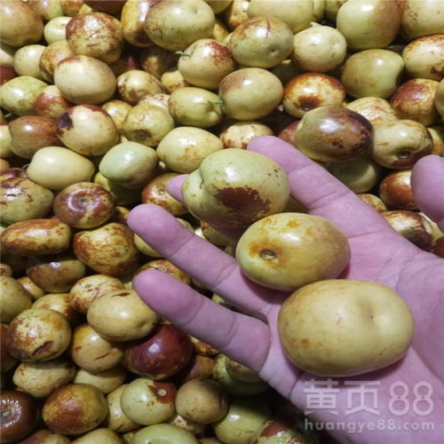 种植什么枣树苗既好养活产量又高？