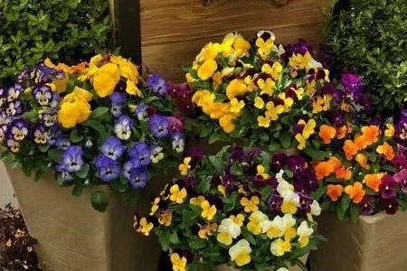 保持美丽， 选择耐堪的花卉