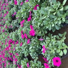 嫩找到比较齐全的种类。