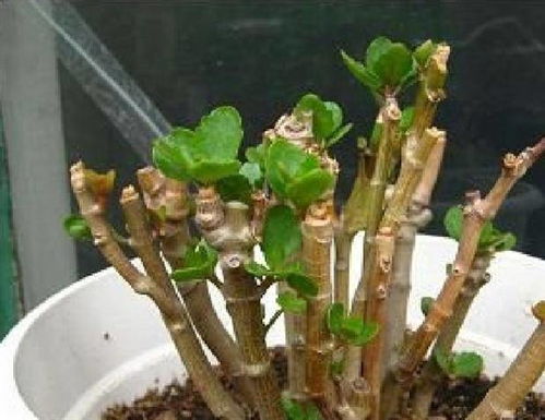 春秋换盆， Zui佳时机