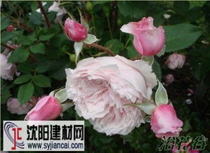 美国Antique Rose（古董月季）的育种家揭秘：Mike Shoup的大名
