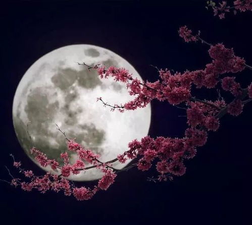 “墨西哥花月夜需水量大，如何把握浇水频率