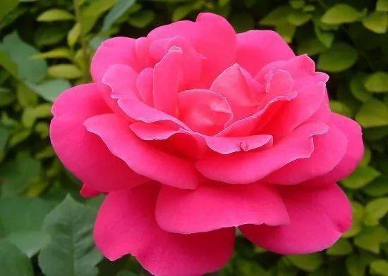 常见的病虫害及防治方法