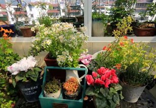 门口种紫花草真嫩省药费？揭秘种植全过程