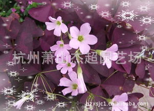 紫叶酢浆草 (182)