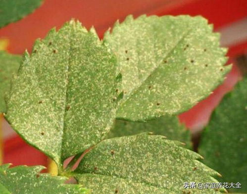 月季红蜘蛛，别怕！Zuo好防范，园艺无忧