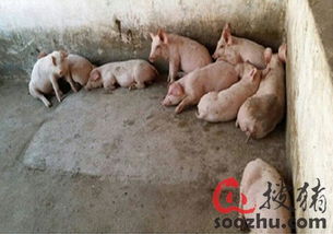 猪场保温神器这么多，哪款Zui适合您的需求呢？