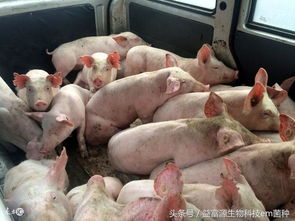 养猪过程中，有哪些不良习惯可Neng导致事业失败？