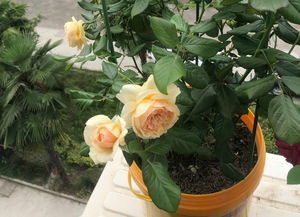 月季中暑的无奈，咋办？