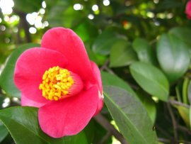 茶花：创伤后的重生