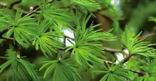 含羞草，羞涩中透露坚强