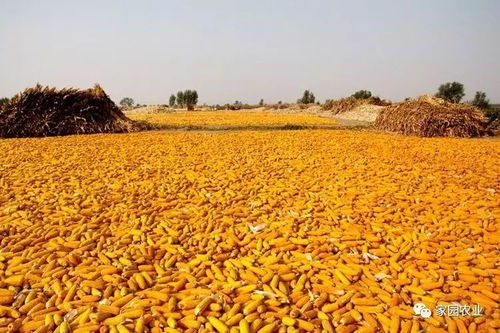 秋天的收获季节