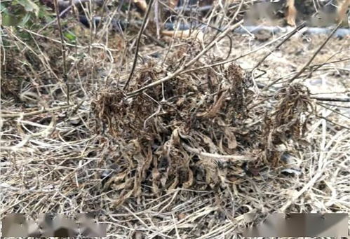 草甘膦杀种子的奥秘